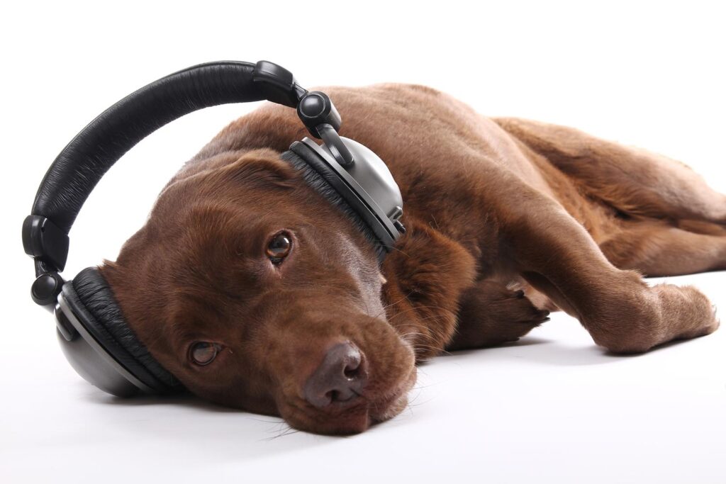 noise cancelling headphones for dogs